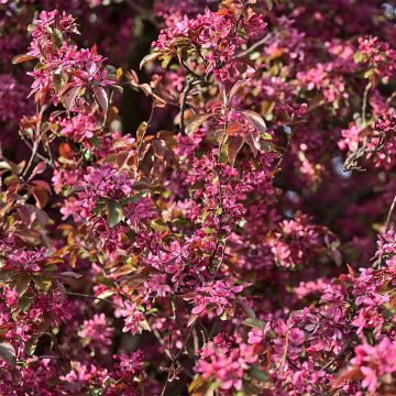 Manzano de flor Diable Rouge