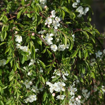 Malus Fontana - Manzano de flor