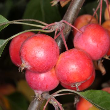 Malus sieversii Hopa - Manzano de flor