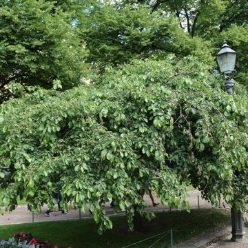 Manzano de flor Hyvingiensis - Malus domestica