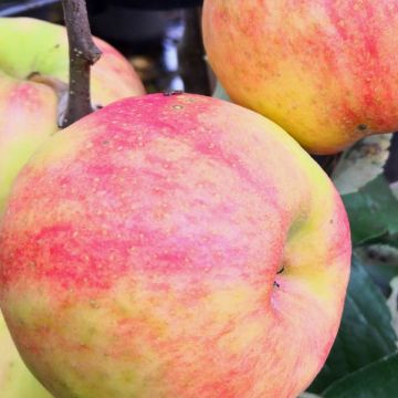 Manzano de flor Karneval - Malus domestica