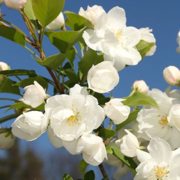 Pommier d'ornement - Malus Madonna