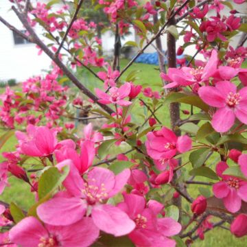 Manzano de flor Prairiefire