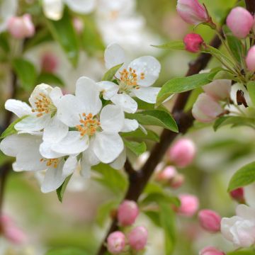 Manzano de flor Sugar Tyme