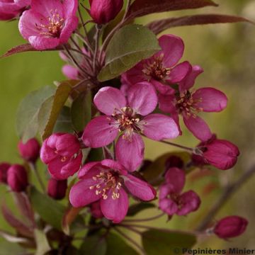 Manzano de flor Coccinella Courtarou