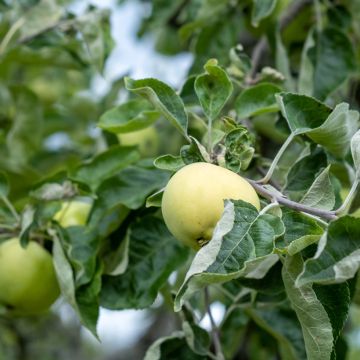 Manzano Antonówka Półtorapoundowa - Malus domestica