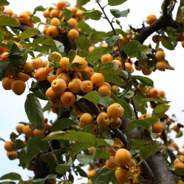 Manzano de flor robusta Yellow Siberian