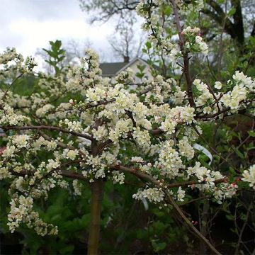 Malus toringo var. sargentii Tina - Manzano de flor