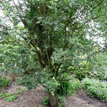 Malus trilobata - Manzano de flor