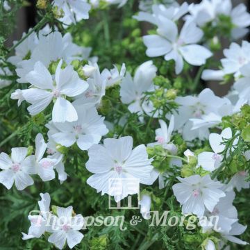 Malava moscada Snow White - Malva moschata