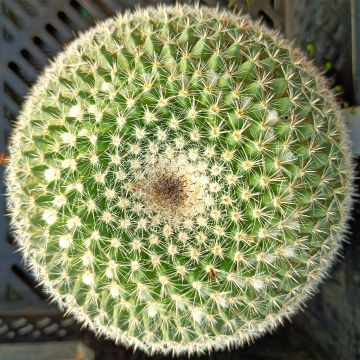 Mammillaria perbella