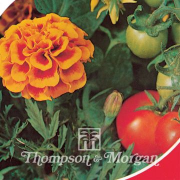 Clavel de moro Tomato Growing Secret