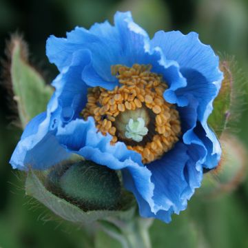 Meconopsis grandis - Amapola Azul