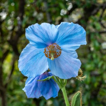 Meconopsis sheldonii Lingholm - Amapola Azul