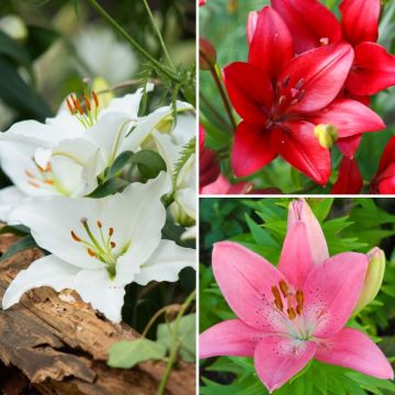 Lilium asiatica - Lirio asiático