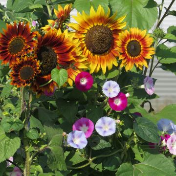 Mélange de fleurs brise-vue (tournesols et grimpantes)