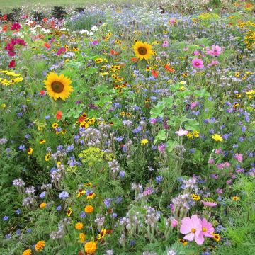 Mélange de fleurs pour Abeilles BIO