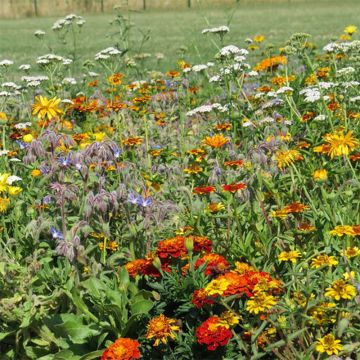 Mélange de fleurs pour limiter les limaces