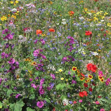 Mélange de fleurs pour prendre soin des coccinelles