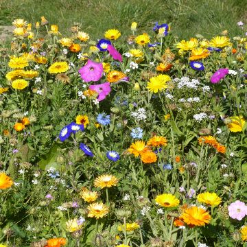 Mélange de fleurs tapissantes annuelles et vivaces production française