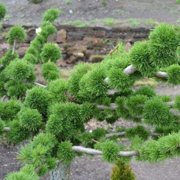 Larix decidua Krejci - Alerce europeo