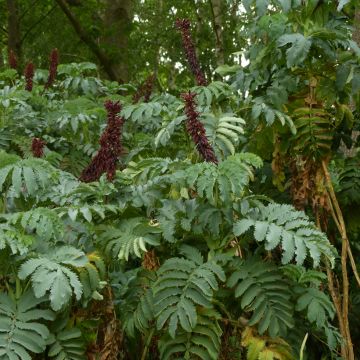 Melianthus major - Melero