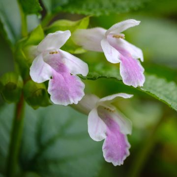 Melittis melissophyllum - Melisa bastarda