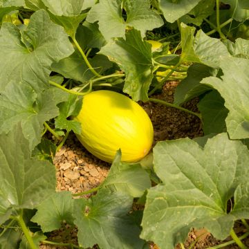 Melón Canari 2