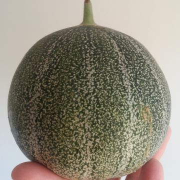 Melón Petit gris de Rennes