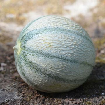 Melón Rerato Degli Ortolani Bio