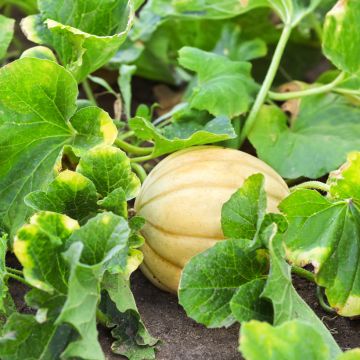 Melón Troubadour