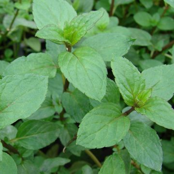 Menta rubra