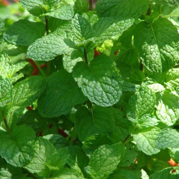 Menta bergamota Grapefruit