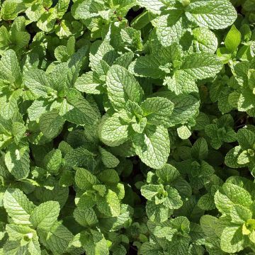 Menta Mojito Bio