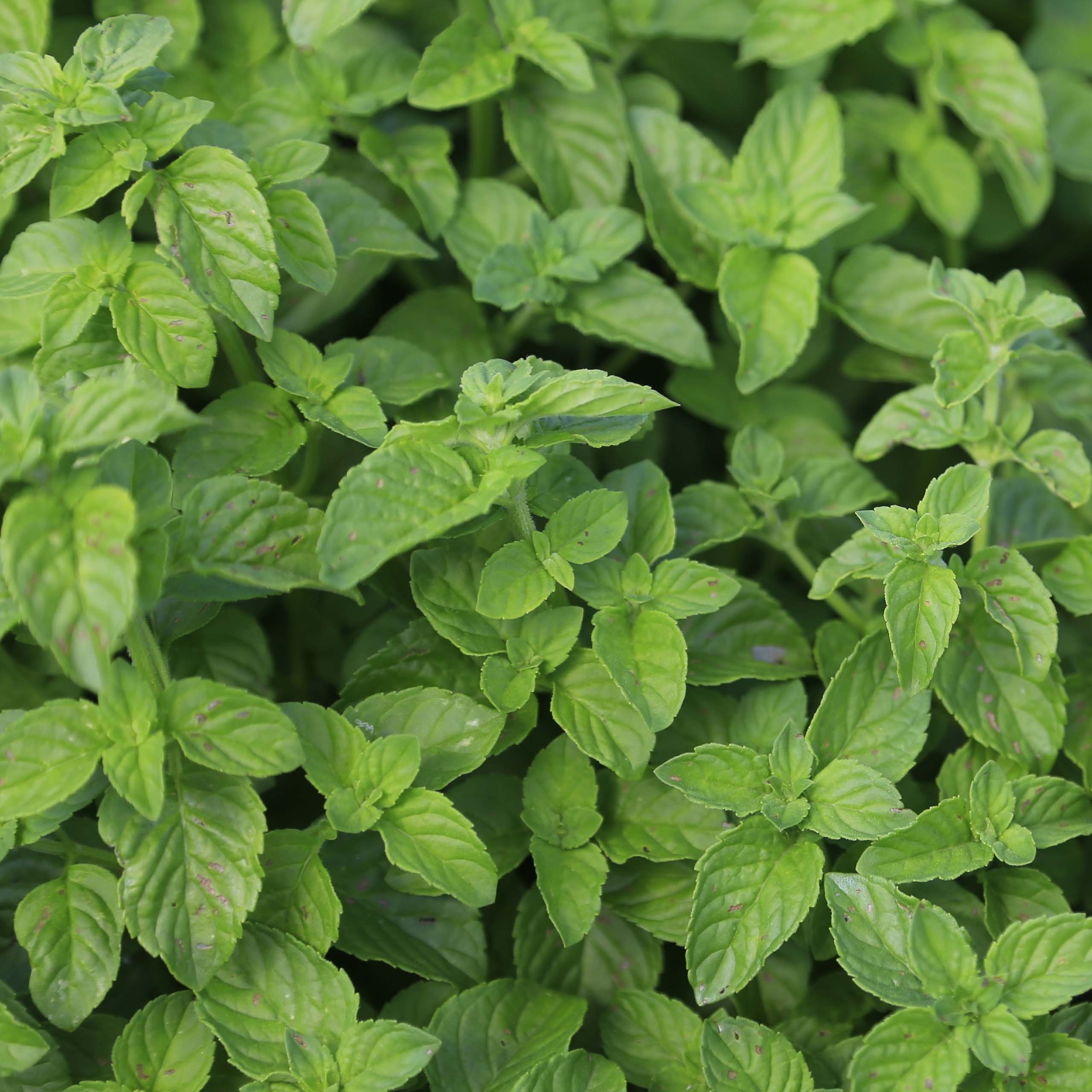 Hierbabuena Bio - Mentha spicata