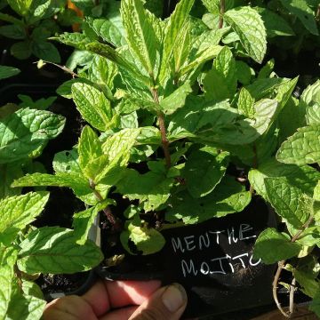 Menta Mojito