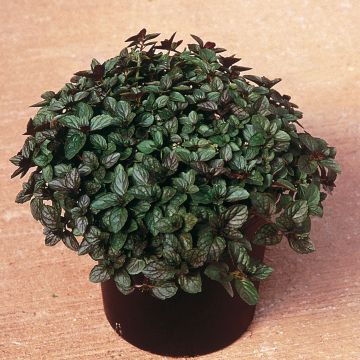 Menta (maceta)