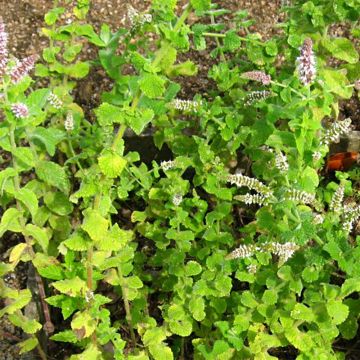 Menta a hojas redondas