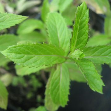 Menta - Mentha suriso