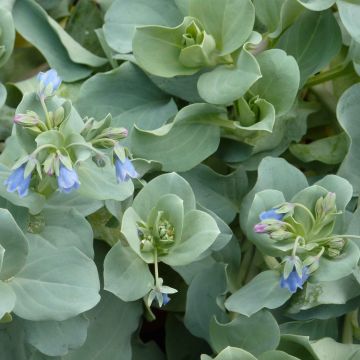 Ostra vegetal - Mertensia maritima