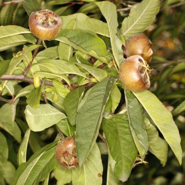 Néflier Géant de Breda - Mespilus germanica Bredase Reus