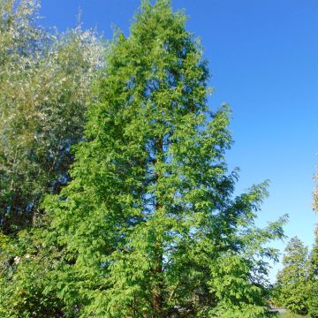 Metasequoia glyptostroboides - Metasecuoya