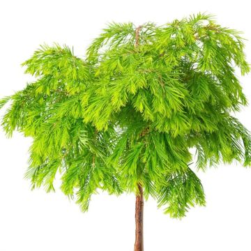 Metasequoia glyptostroboides Matthaei Broom - Metasecuoya