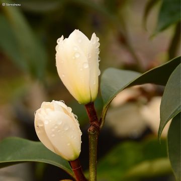 Magnolia foggii Allspice