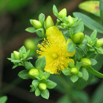 Hypericum kalmianum Cobalt-n-Gold - Hipérico