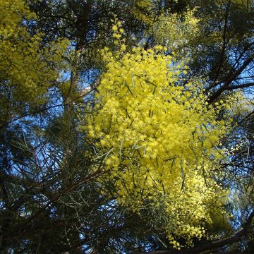 Acacia boormanii - Mimosa