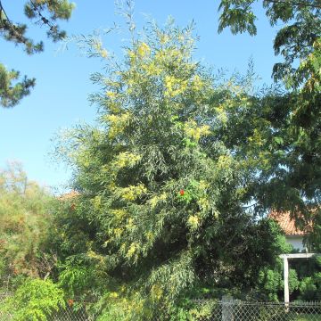 Acacia retinodes - Acacia amarilla