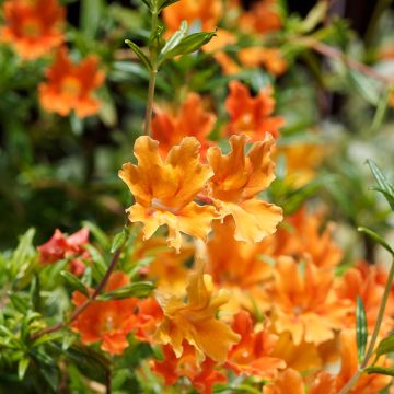 Mimulus aurantiacus Mai Tai Orange