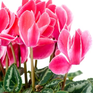 Cyclamen Bisou Saumon