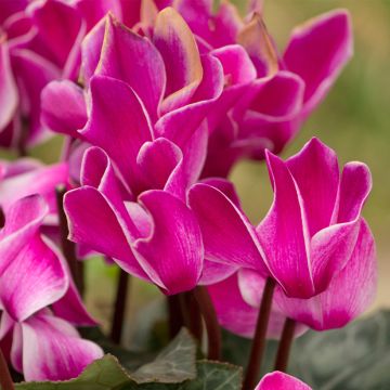 Cyclamen Bisou Violet